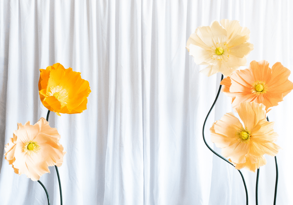 giant icelandic poppy backdrop